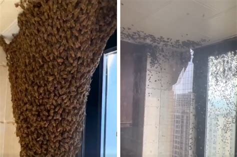 蜜蜂 飛進家裡